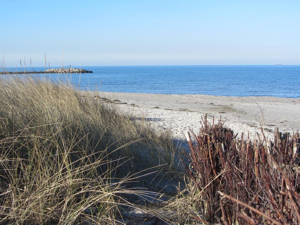 Holunderbusch